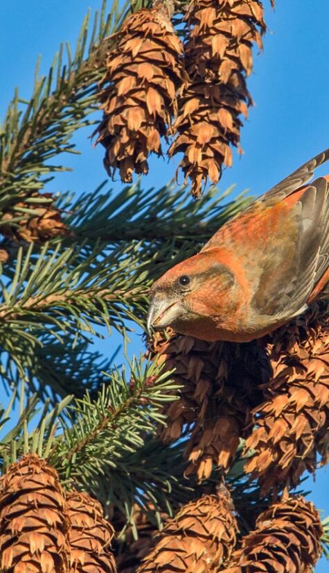 Fichtenkreuzschnabel E71R1872 11.2015