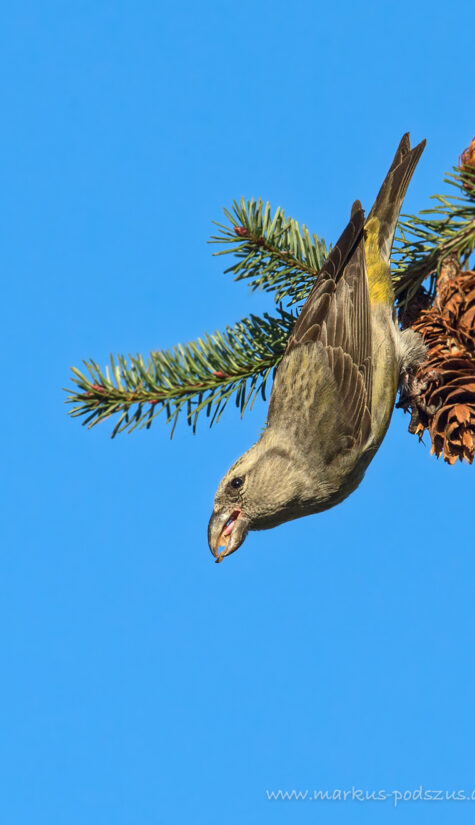 Fichtenkreuzschnabel E71R1880 11.2015