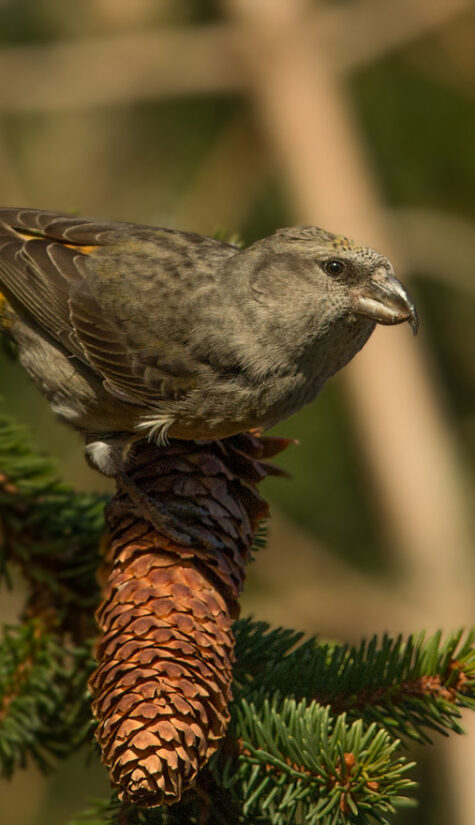 Fichtenkreuzschnabel E71R2202 11.2015 09.2015