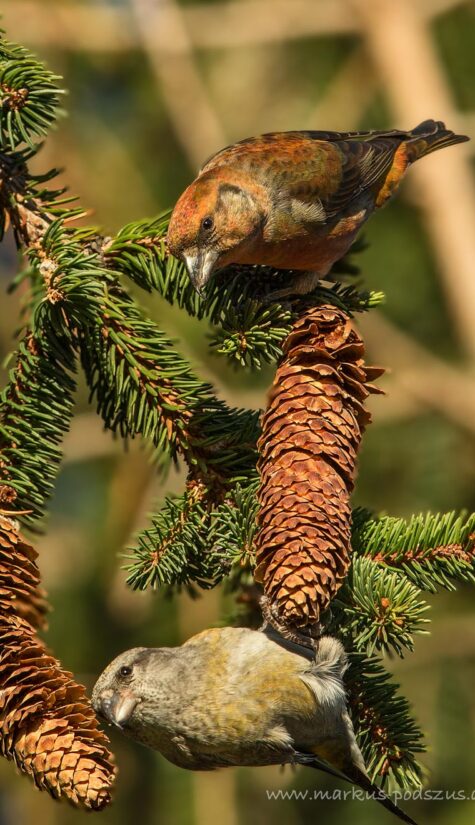 Fichtenkreuzschnabel E71R2226 11.2015 09.2015