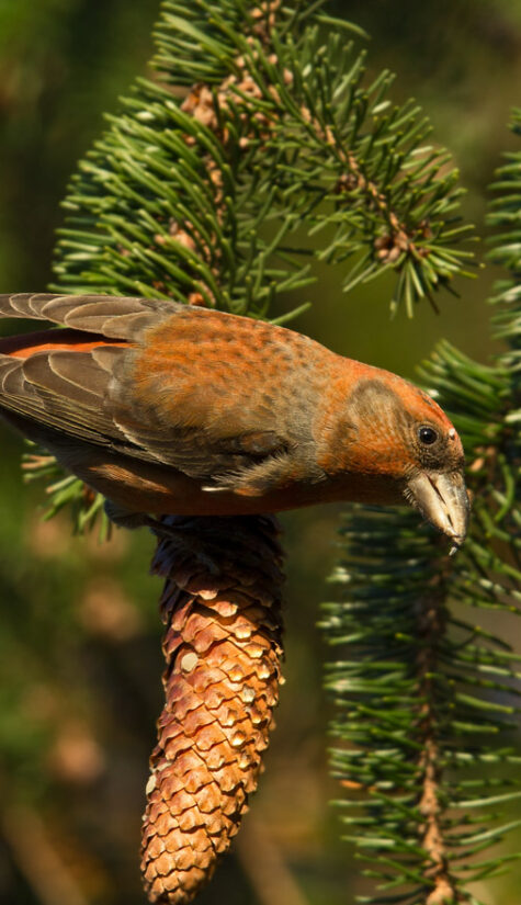 Fichtenkreuzschnabel E71R2371 11.2015 09.2015