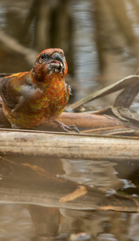 Fichtenkreuzschnabel E71R2957 11.2015