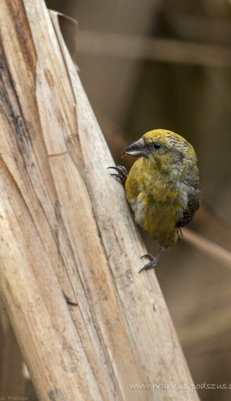 Fichtenkreuzschnabel E71R2965 11.2015