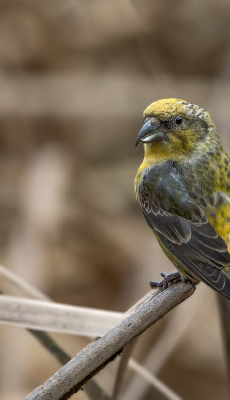 Fichtenkreuzschnabel E71R2974 11.2015