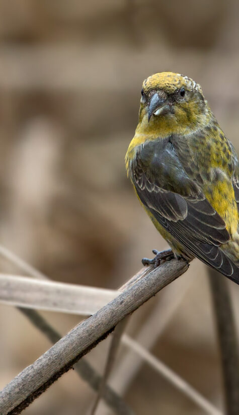 Fichtenkreuzschnabel E71R2976 11.2015