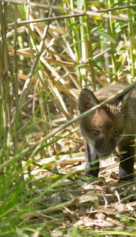 Fuchs 796B0338 05.2016