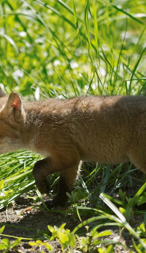 Fuchs 796B0346 05.2016