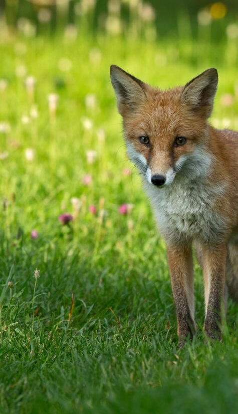 Fuchs 796B592 09.2015