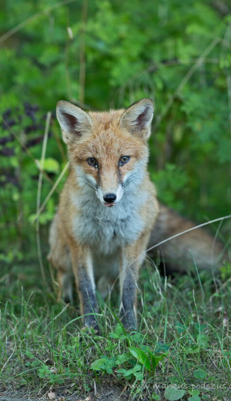 Fuchs 796B6024 08.2015