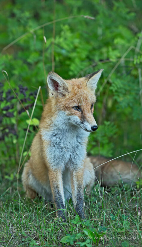 Fuchs 796B6037 08.2015