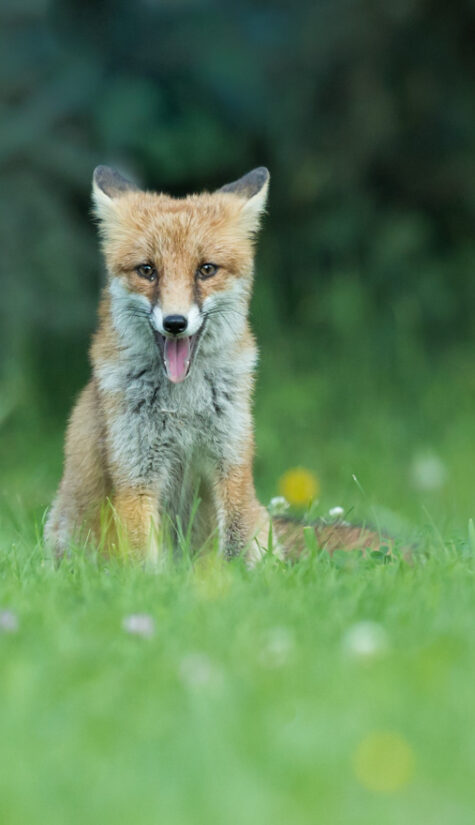 Fuchs 796B6125 (1 von 1)