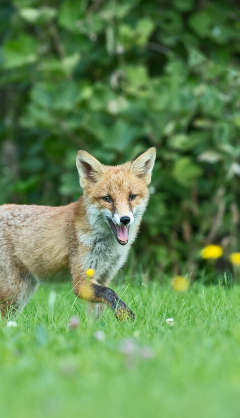 Fuchs 796B6130 08.2015