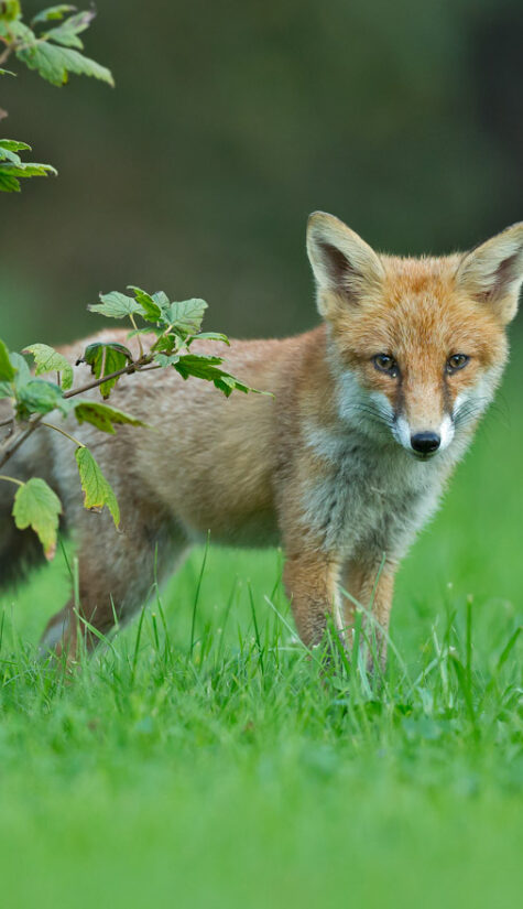 Fuchs 796B6134 08.2015