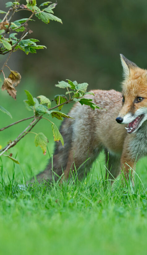 Fuchs 796B6159 08.2015