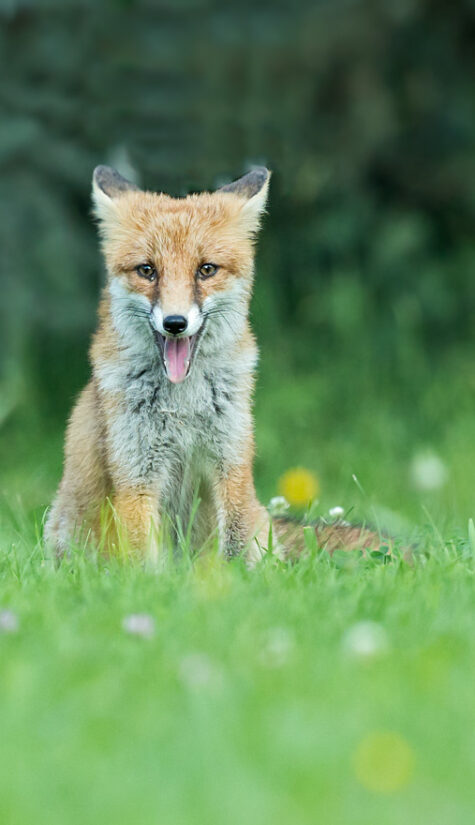 Fuchs 796B6195 08.2015