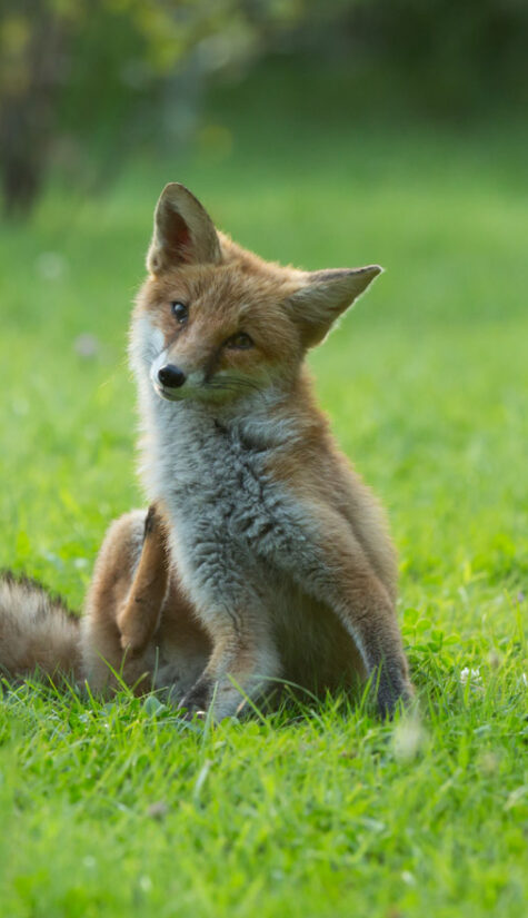 Fuchs 796B6246 08.2015