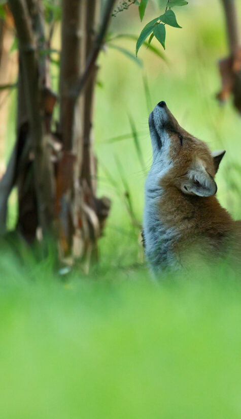 Fuchs 796B6269 08.2015