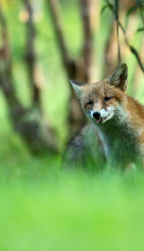 Fuchs 796B6285 08.2015