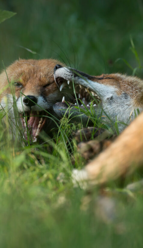 Fuchs 796B6443 09.2015