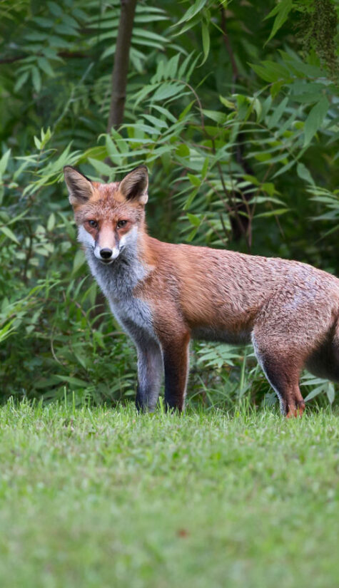 Fuchs 796B7089 -02 09.2015