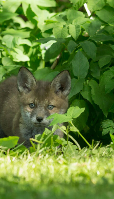 Fuchs 796B9846 05.2016