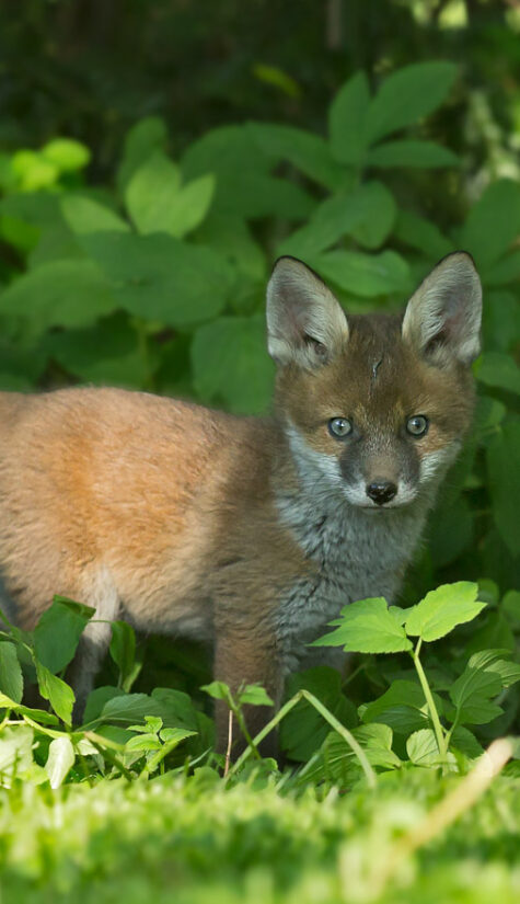 Fuchs 796B9971 05.2016