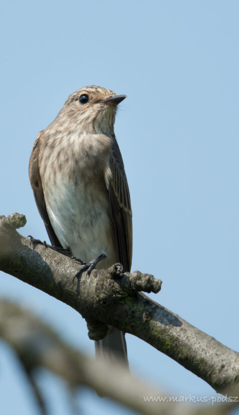 Grauschnäpper 796B0243