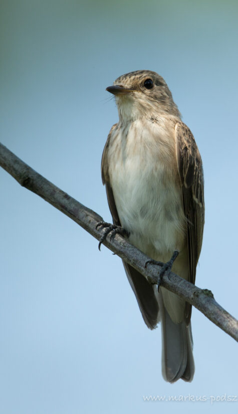 Grauschnäpper 796B0252