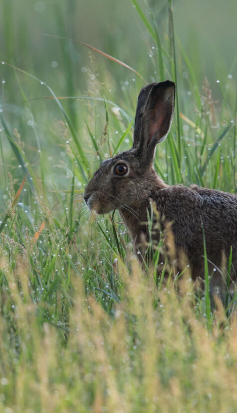 Hase E71R4699 06.2016