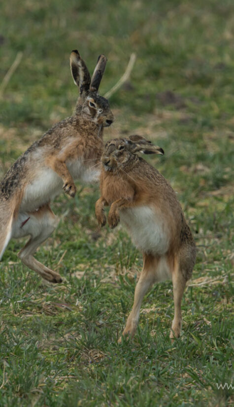 Hase E71R9383 03.2015