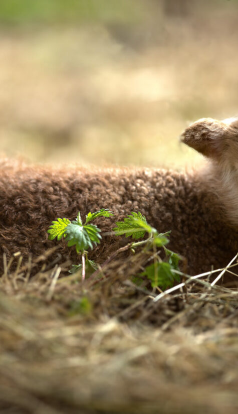 Lamm E71R9763 04.2017