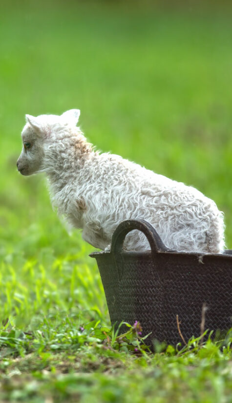 Lamm E71R9786 04.2017