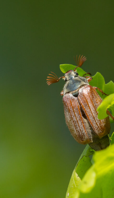Maikäfer 796B1360 05.2017