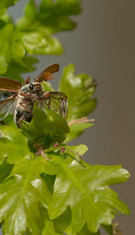 Maikäfer 796B1449 05.2017
