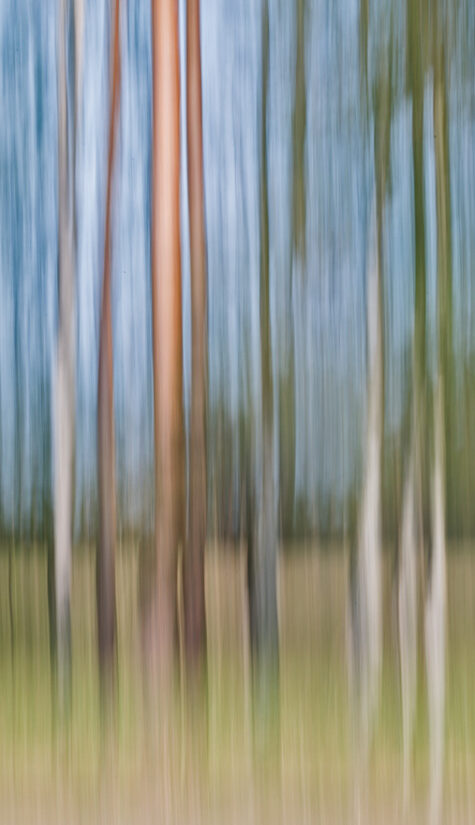 Mischwald 796B1255 05.2016