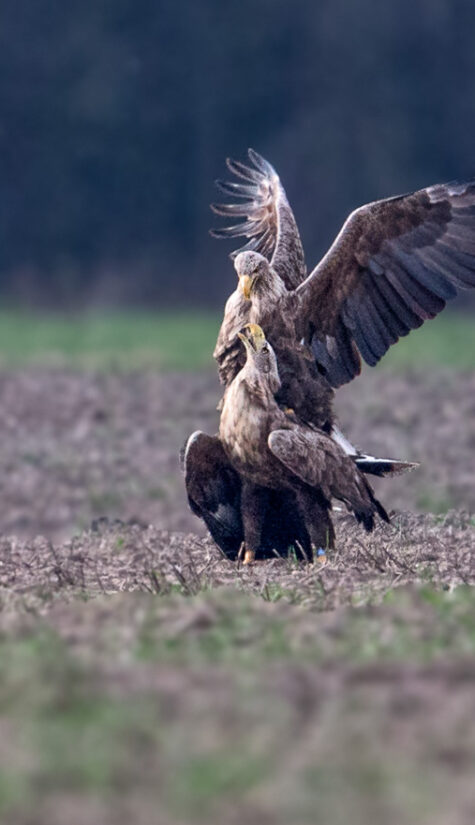Seeadler E71R0311 04.2016