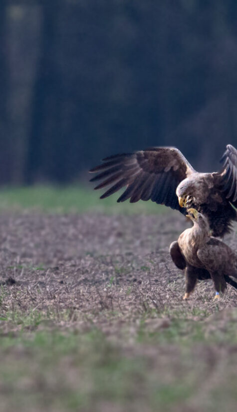 Seeadler E71R2272 04.2016