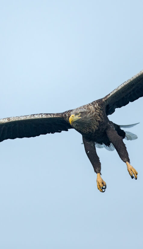 Seeadler E71R63781 09.2015