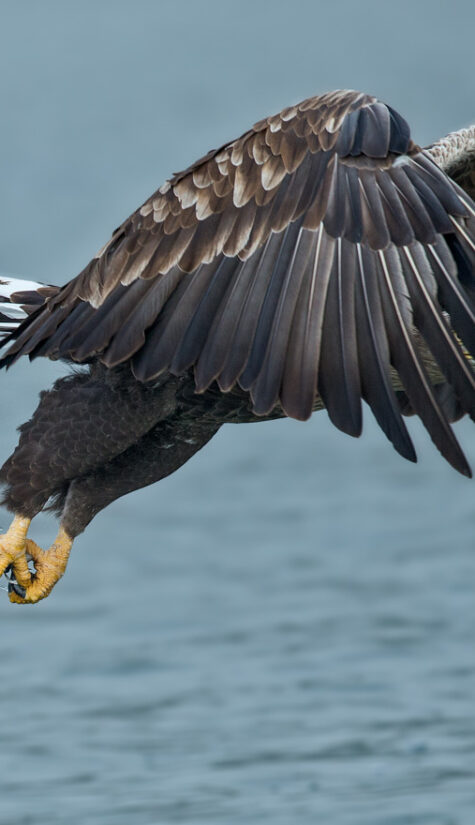 Seeadler E71R642291 09.2015