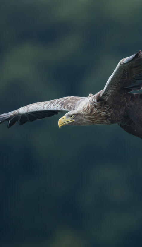 Seeadler E71R66341 09.2015