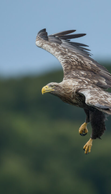 Seeadler E71R67171 09.2015