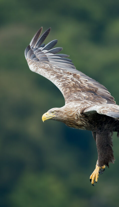 Seeadler E71R67221 09.2015