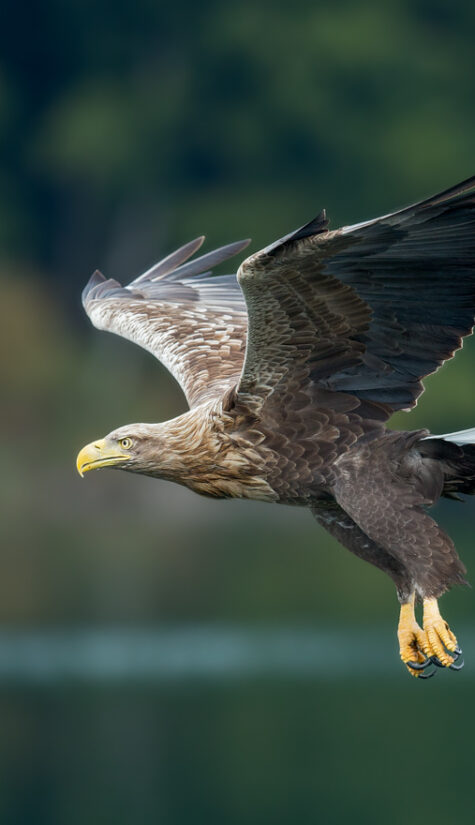 Seeadler E71R67261 09.2015