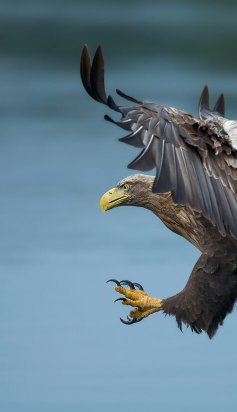 Seeadler E71R67361 09.2015