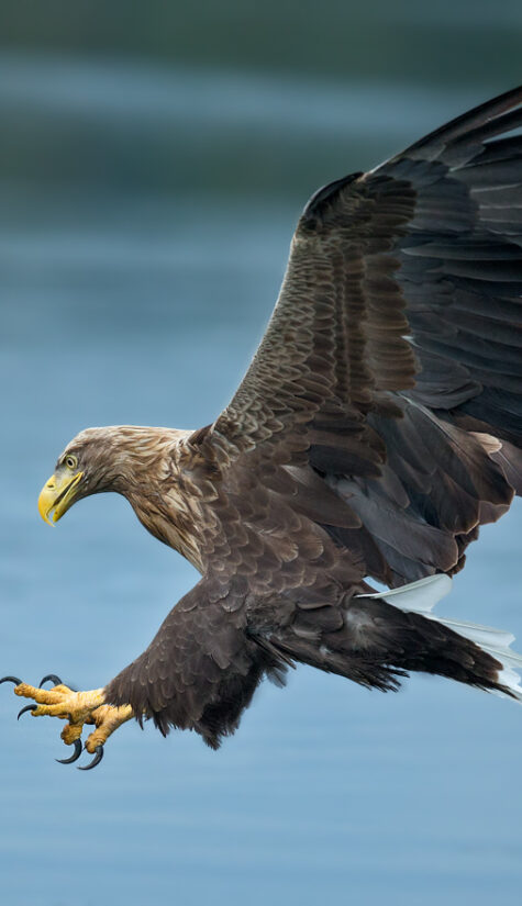 Seeadler E71R67371 09.2015