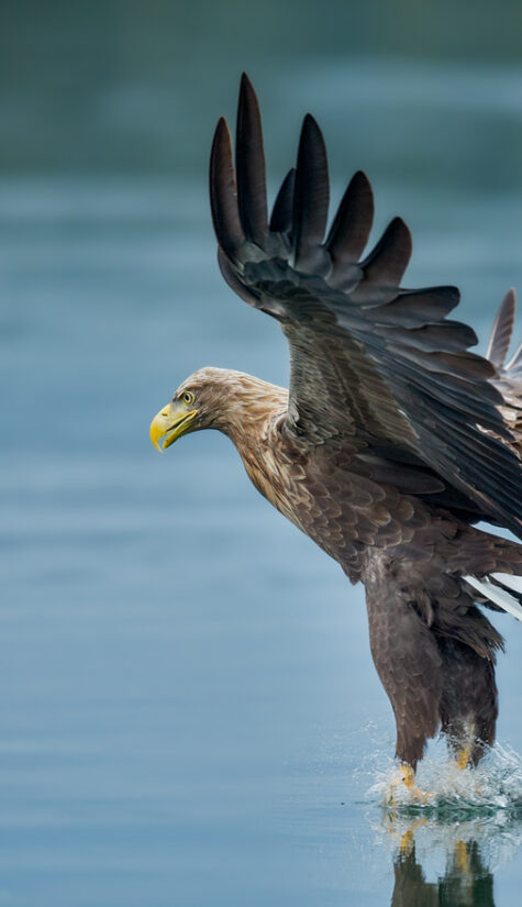 Seeadler E71R67381 09.2015