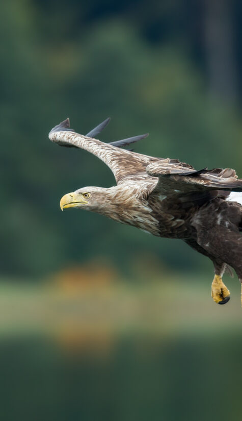 Seeadler E71R68111 09.2015