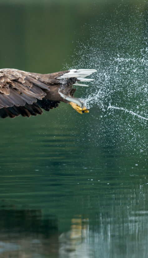 Seeadler E71R68201 09.2015