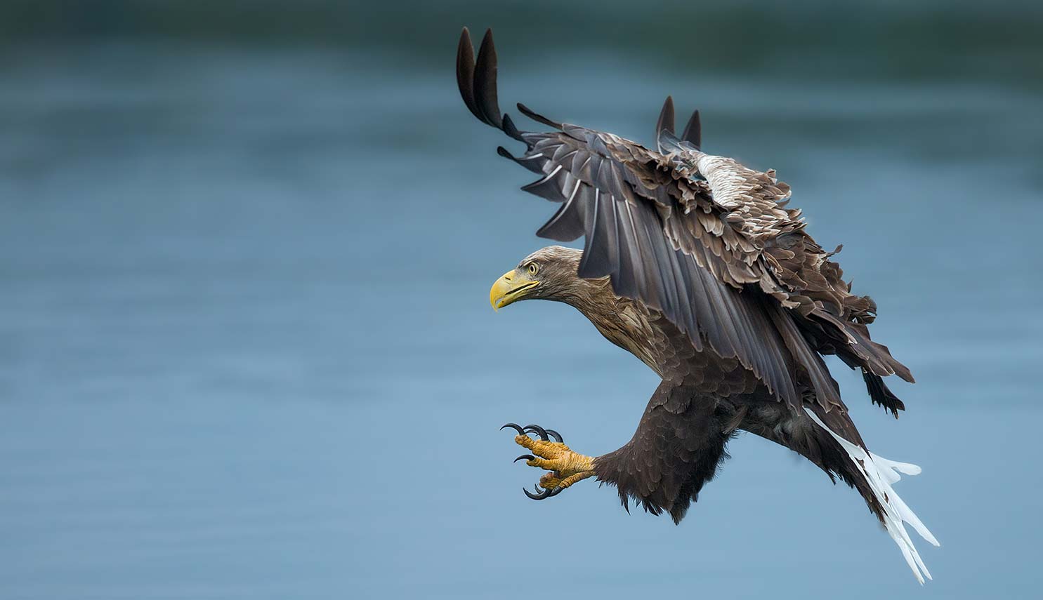 Vogelbilder