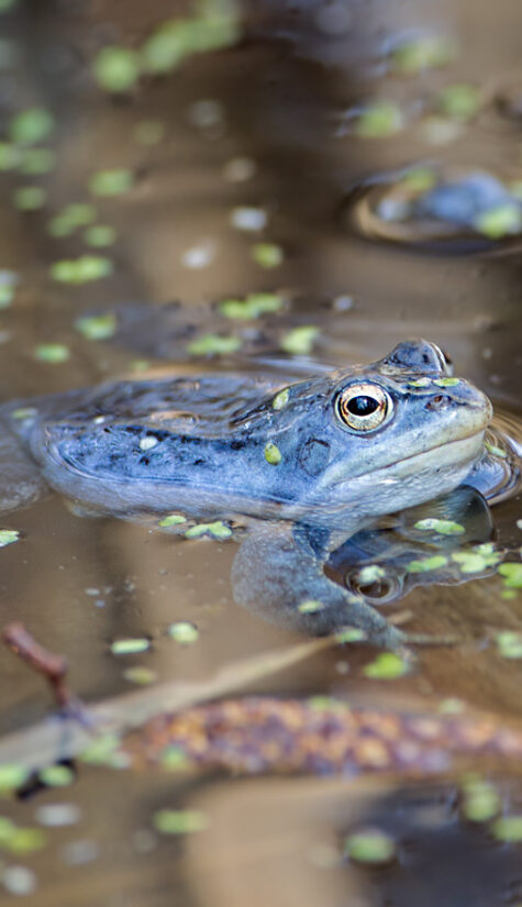 Moorfrosch GG4832 04.2013